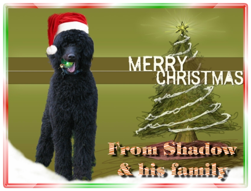 Name:  shadow-christmas-card-3.jpg
Views: 2742
Size:  291.5 KB