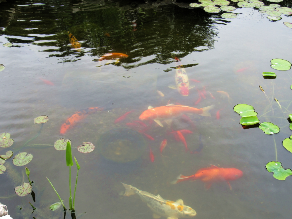 Name:  pond-fish.jpg
Views: 23625
Size:  648.7 KB