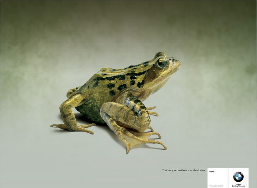 Name:  frog.jpg
Views: 4392
Size:  45.8 KB