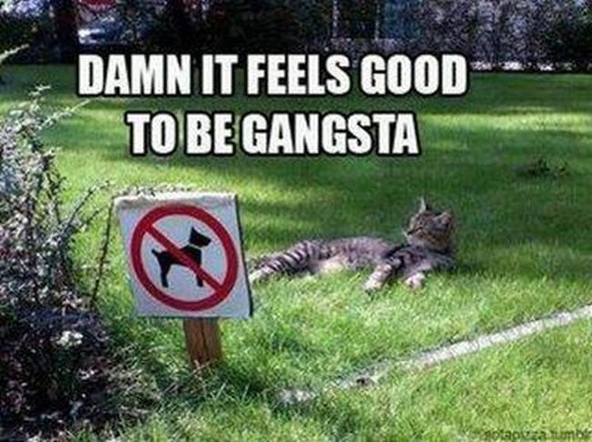 Name:  Gangsta_Cat1.jpg
Views: 2214
Size:  72.7 KB