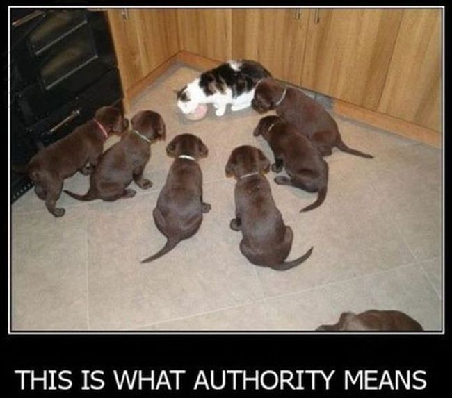 Name:  Authority.jpg
Views: 2243
Size:  47.9 KB