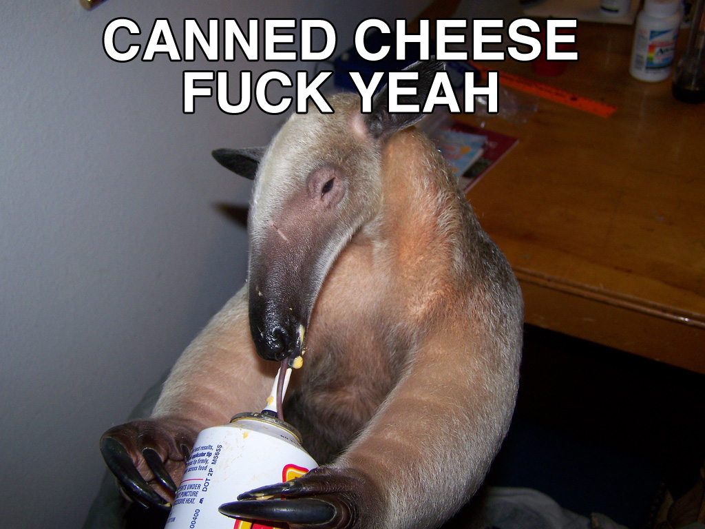 Name:  anteater_cheese.jpg
Views: 1420
Size:  300.1 KB