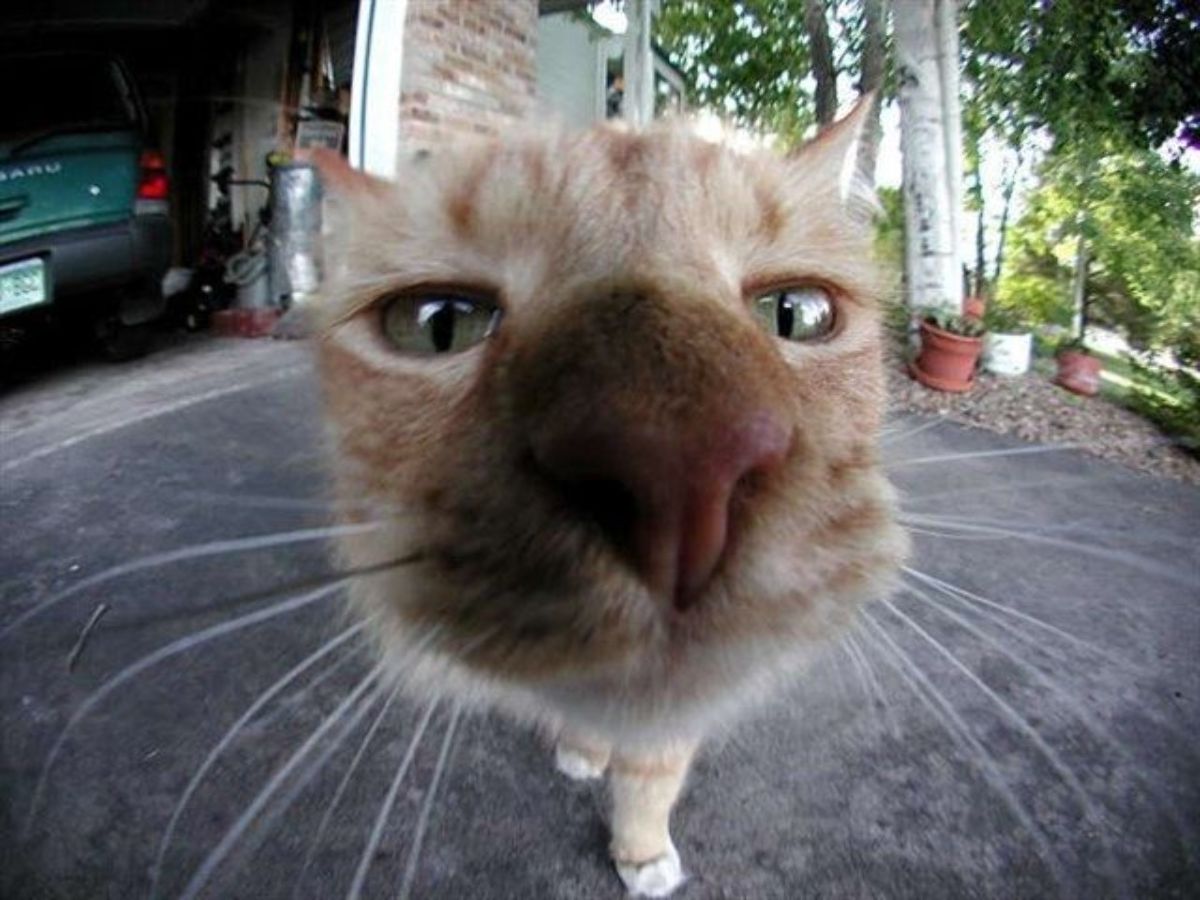 Name:  Cat_Fisheye.jpg
Views: 6204
Size:  124.2 KB