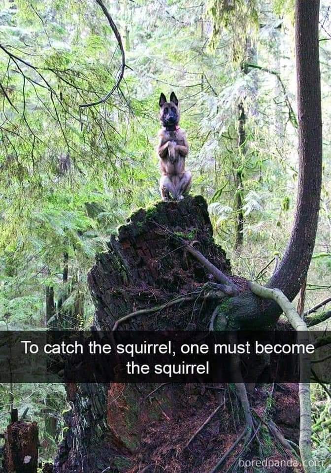 Name:  Squirrel..jpg
Views: 1532
Size:  169.1 KB