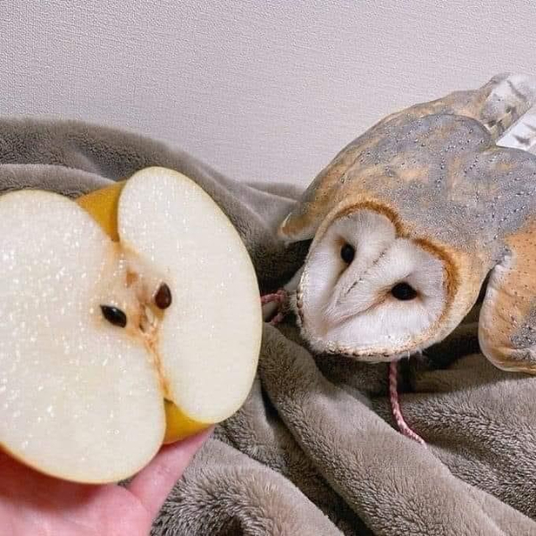 Name:  Owl..jpg
Views: 890
Size:  292.4 KB