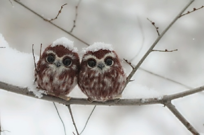 Name:  Owls..jpg
Views: 1044
Size:  91.4 KB
