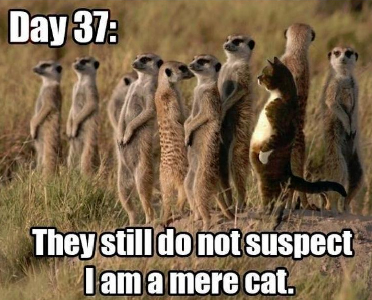 Name:  Mere cat..jpg
Views: 1243
Size:  197.5 KB
