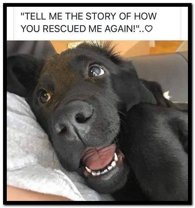 Name:  Dog.jpg
Views: 970
Size:  80.4 KB