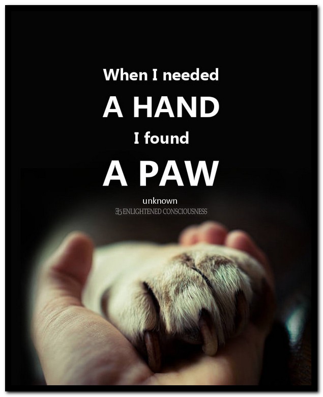 Name:  A paw..jpg
Views: 1001
Size:  60.2 KB