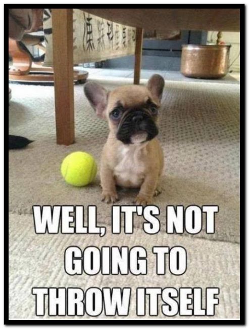 Name:  Dog..jpg
Views: 1929
Size:  120.2 KB