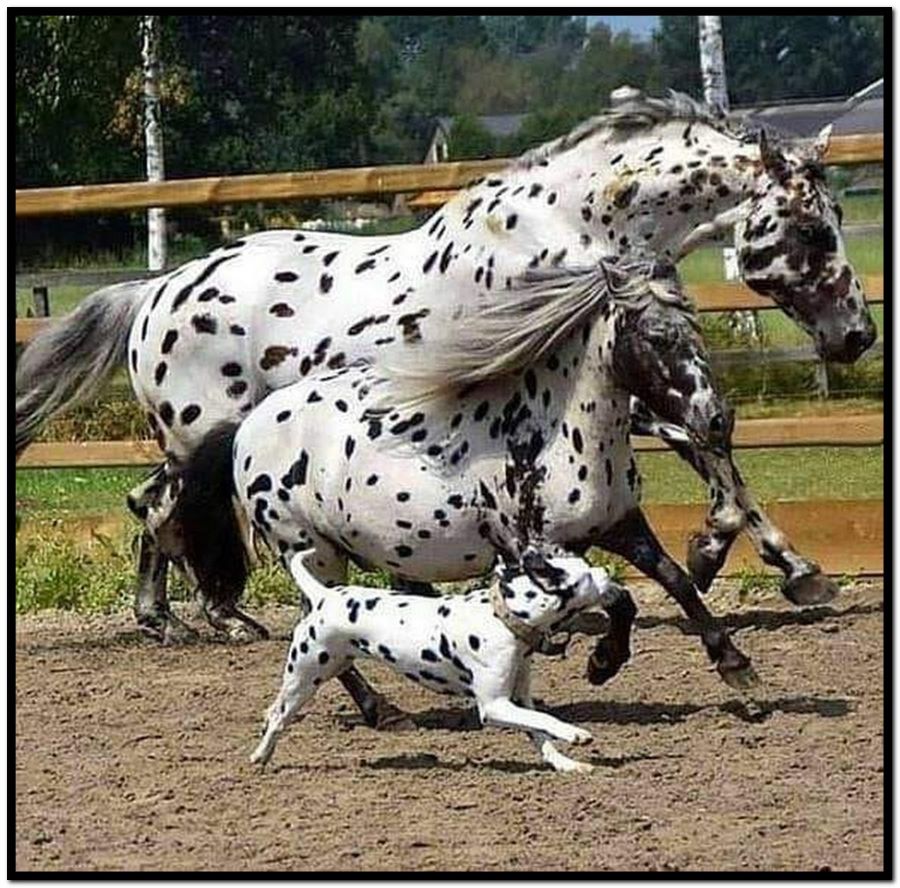 Name:  Spot..jpg
Views: 1919
Size:  374.9 KB
