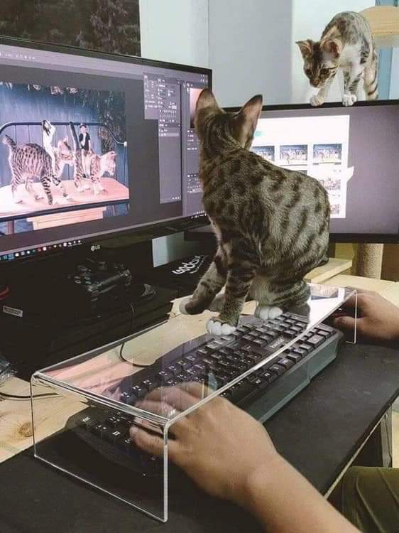 Name:  Cat_Keyboard.jpg
Views: 1362
Size:  48.8 KB