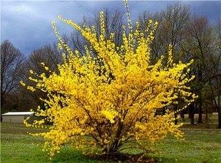 Name:  forsythia.jpg
Views: 892
Size:  23.5 KB