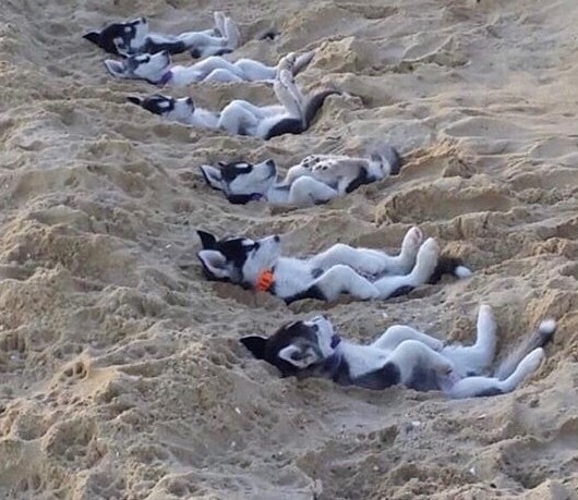 Name:  Huskies..jpg
Views: 1599
Size:  111.2 KB
