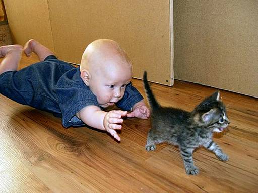 Name:  Here kitty..jpg
Views: 1581
Size:  32.6 KB