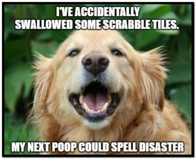 Name:  Dog.jpg
Views: 4030
Size:  75.2 KB