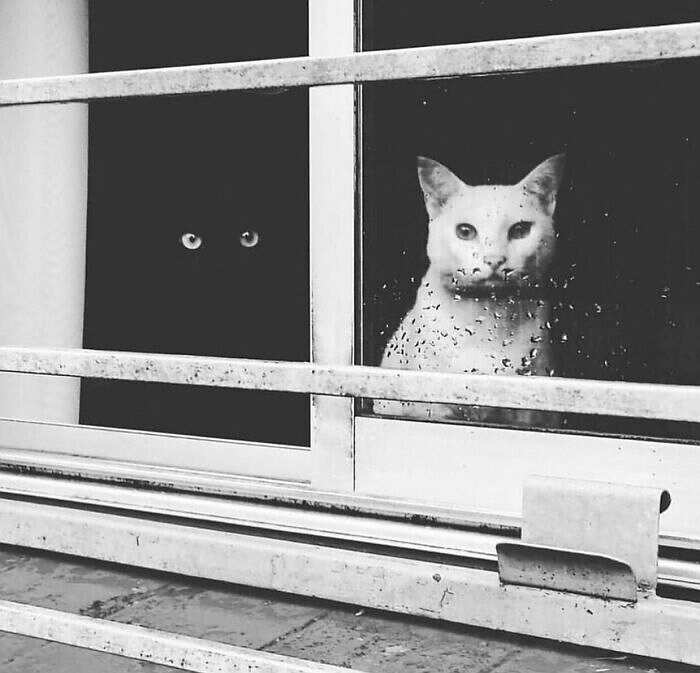 Name:  Cats.jpg
Views: 1817
Size:  41.5 KB