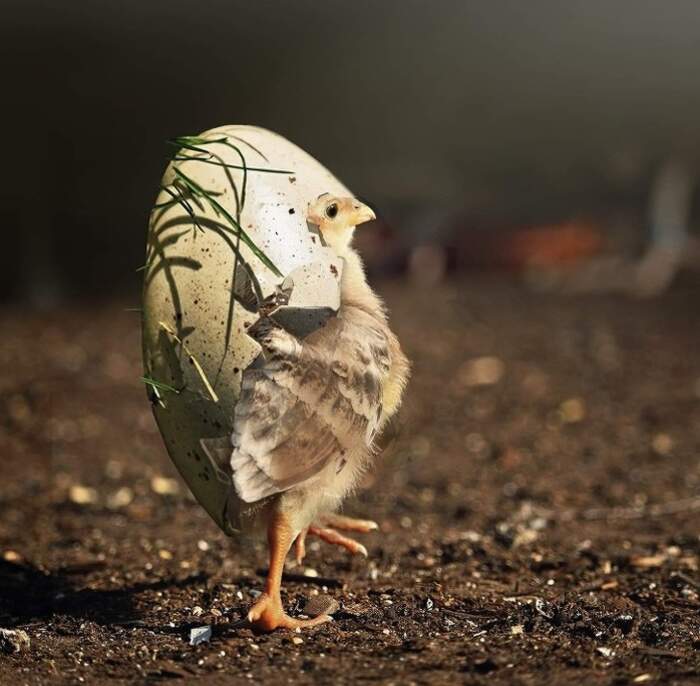 Name:  Chick.jpg
Views: 1804
Size:  50.0 KB