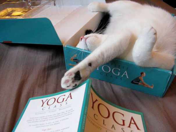 Name:  Yoga.jpg
Views: 1527
Size:  46.2 KB