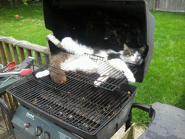 Name:  BBQ cat..jpg
Views: 2232
Size:  65.1 KB