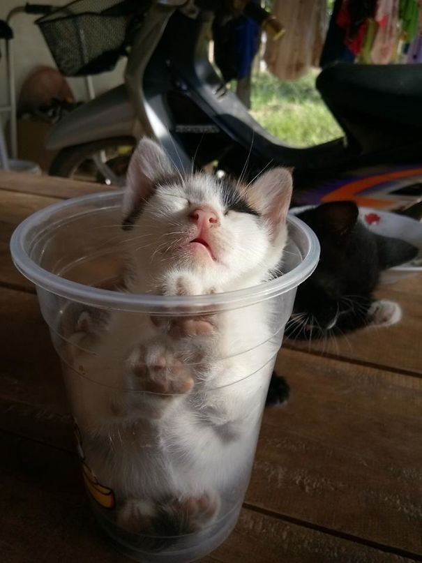 Name:  Cup.jpg
Views: 1726
Size:  54.8 KB