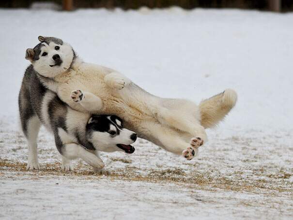 Name:  Slippery..jpg
Views: 1759
Size:  33.7 KB