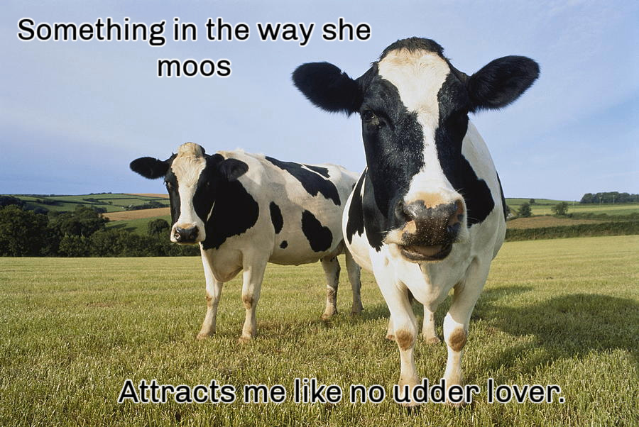 Name:  Cows. (1).jpg
Views: 931
Size:  247.6 KB