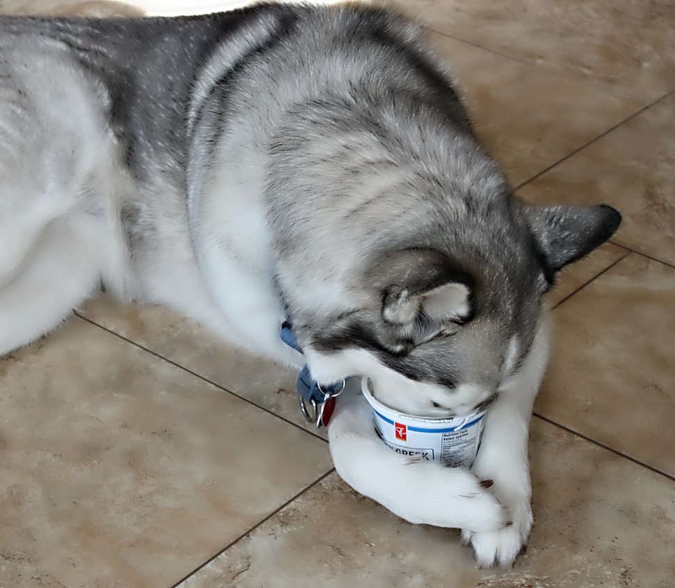 Name:  Yogurt.JPG
Views: 869
Size:  193.2 KB