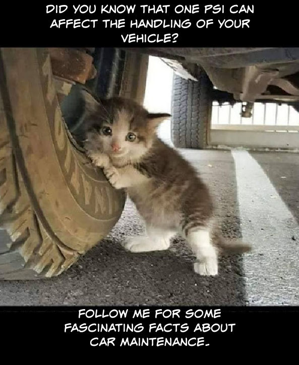 Name:  Cat.jpg
Views: 1783
Size:  84.2 KB