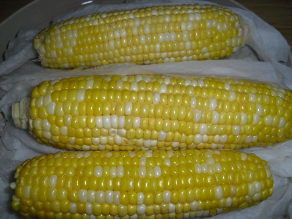 Name:  Corn 1.JPG
Views: 800
Size:  94.5 KB