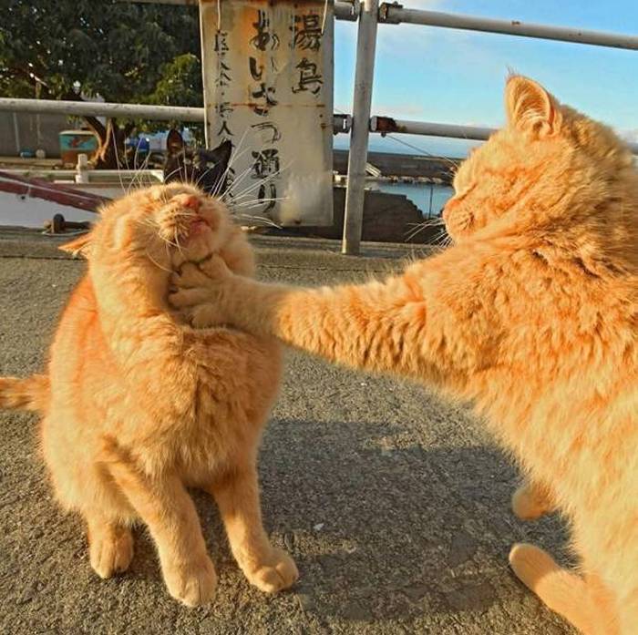 Name:  Catfight.jpg
Views: 455
Size:  81.3 KB