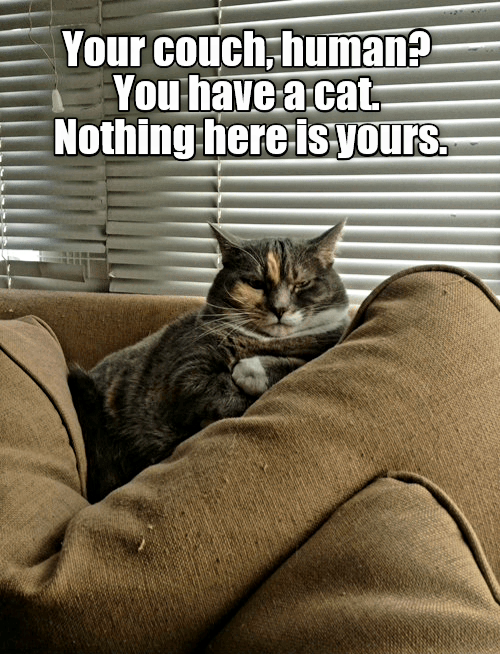 Name:  Cat_Couch.png
Views: 1000
Size:  601.2 KB