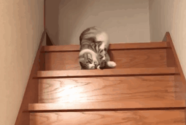 Name:  Cat 1.gif
Views: 1589
Size:  1.96 MB