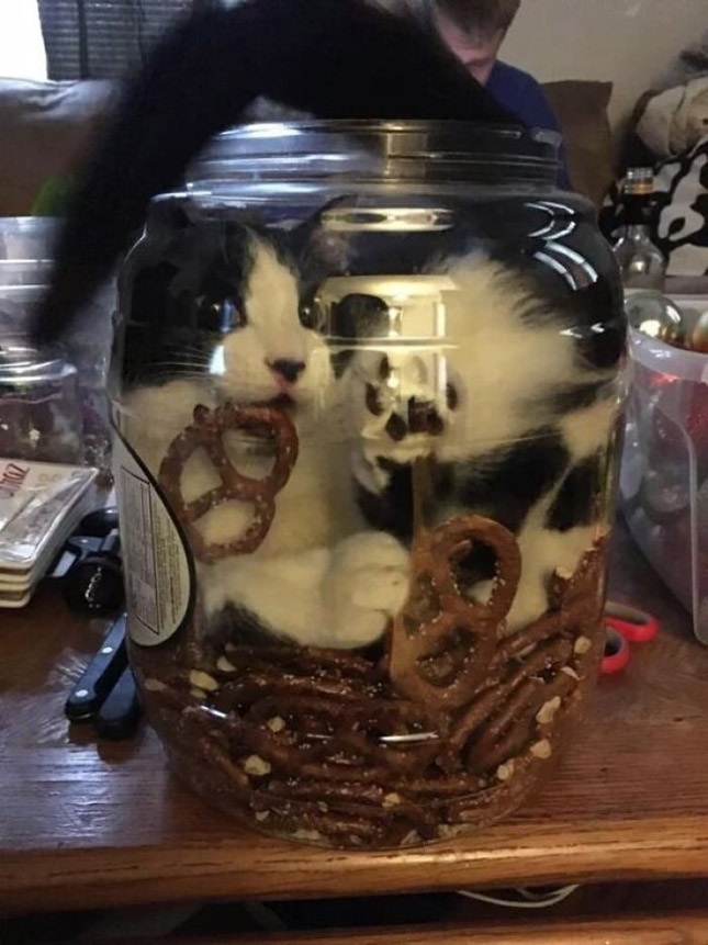 Name:  cat 5.jpg
Views: 1118
Size:  159.6 KB