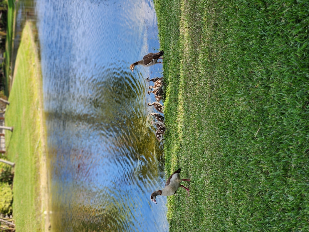 Name:  geese.jpg
Views: 2707
Size:  1.22 MB