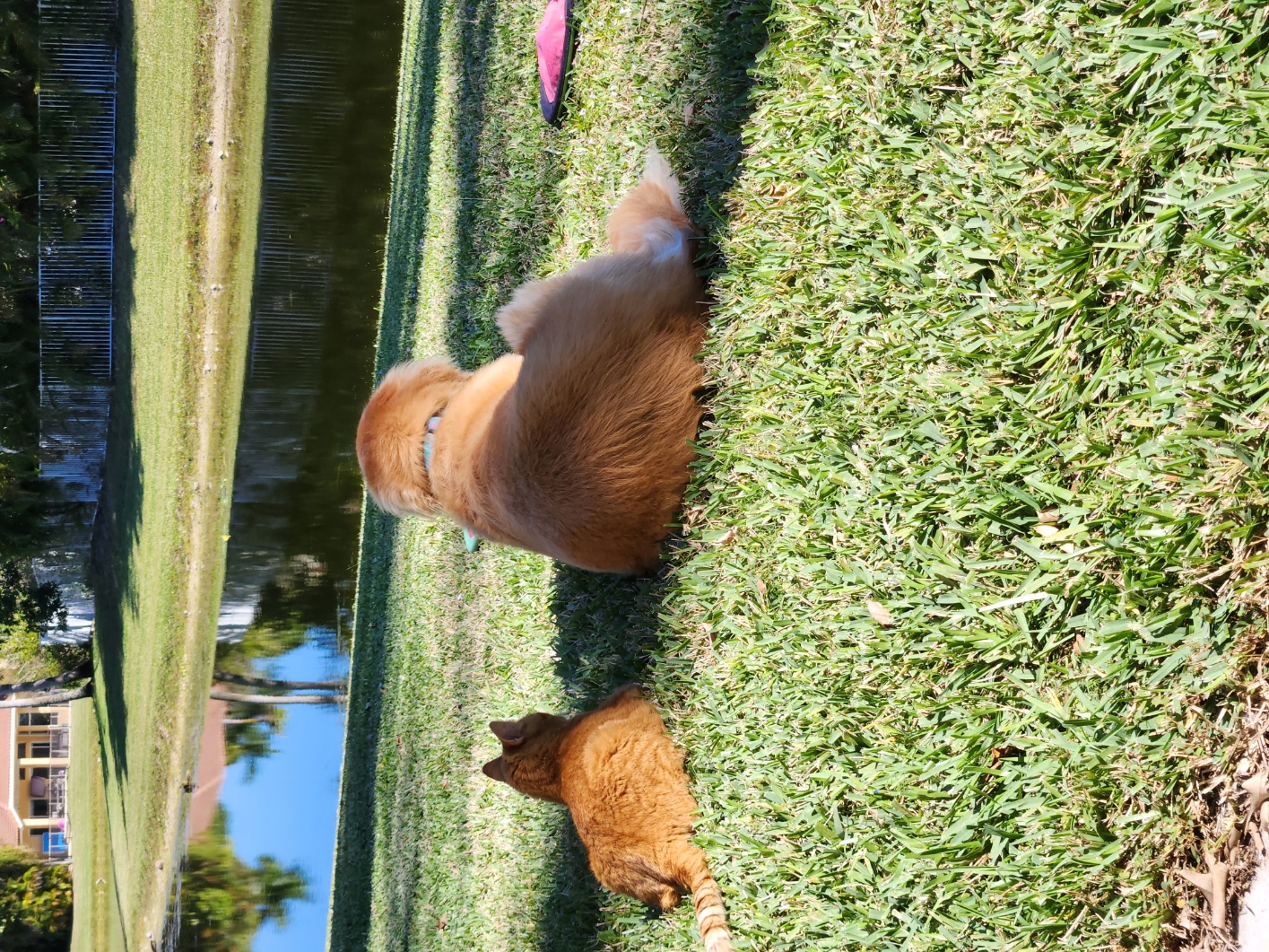 Name:  catday-dogday.jpg
Views: 2759
Size:  1.12 MB