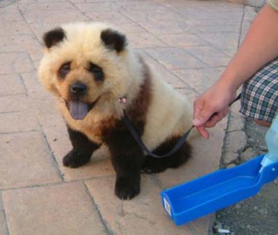 Name:  pandabeardog.jpg
Views: 899
Size:  15.7 KB