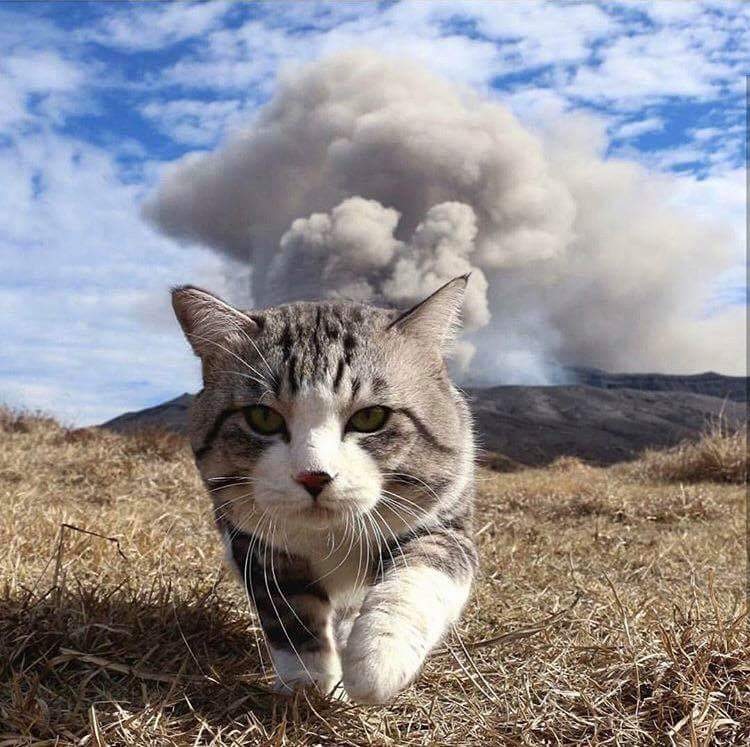 Name:  Cat..jpg
Views: 3880
Size:  178.0 KB