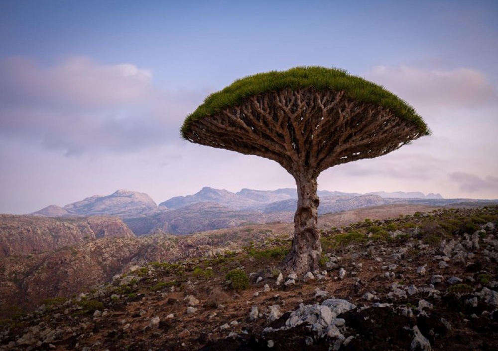 Name:  A Dragon Blood Tree Socotra Island, Yemen.jpg
Views: 5785
Size:  401.8 KB