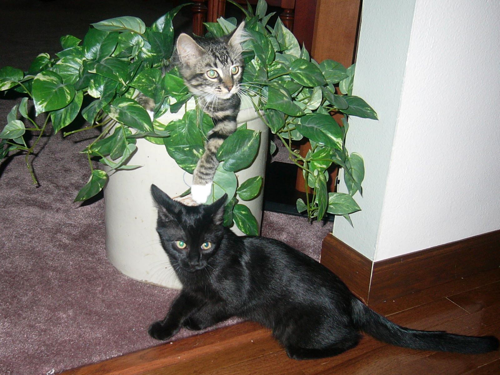 Name:  Tolouse and Allie kittens.jpg
Views: 434
Size:  311.0 KB