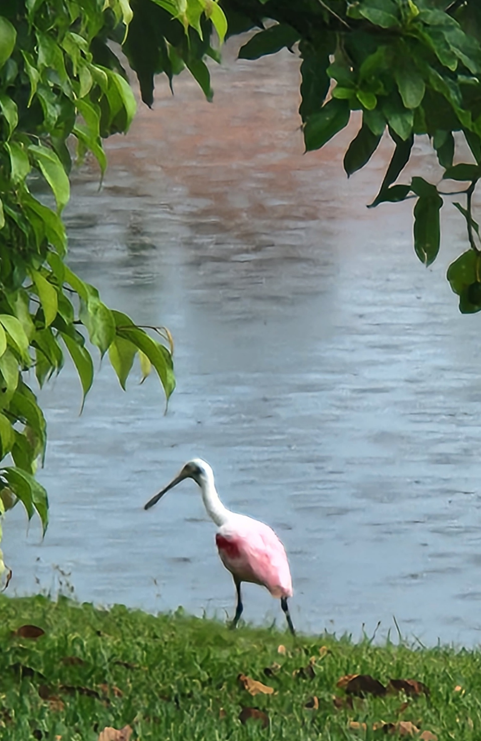 Name:  spoonbill.png
Views: 1263
Size:  2.28 MB