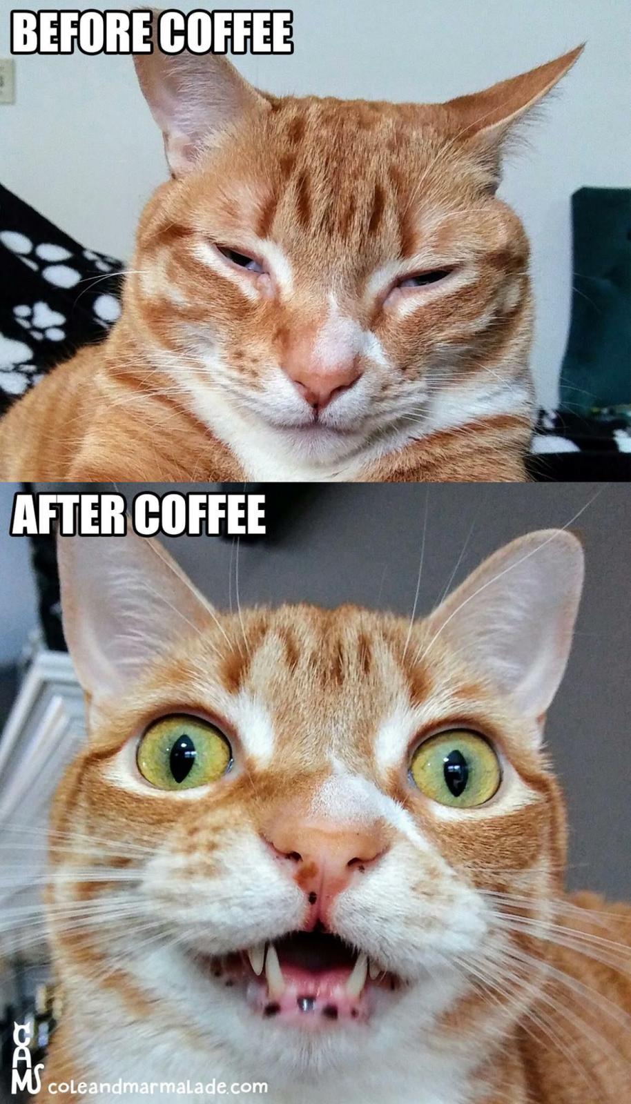 Name:  Coffee_Cat.jpg
Views: 886
Size:  207.5 KB