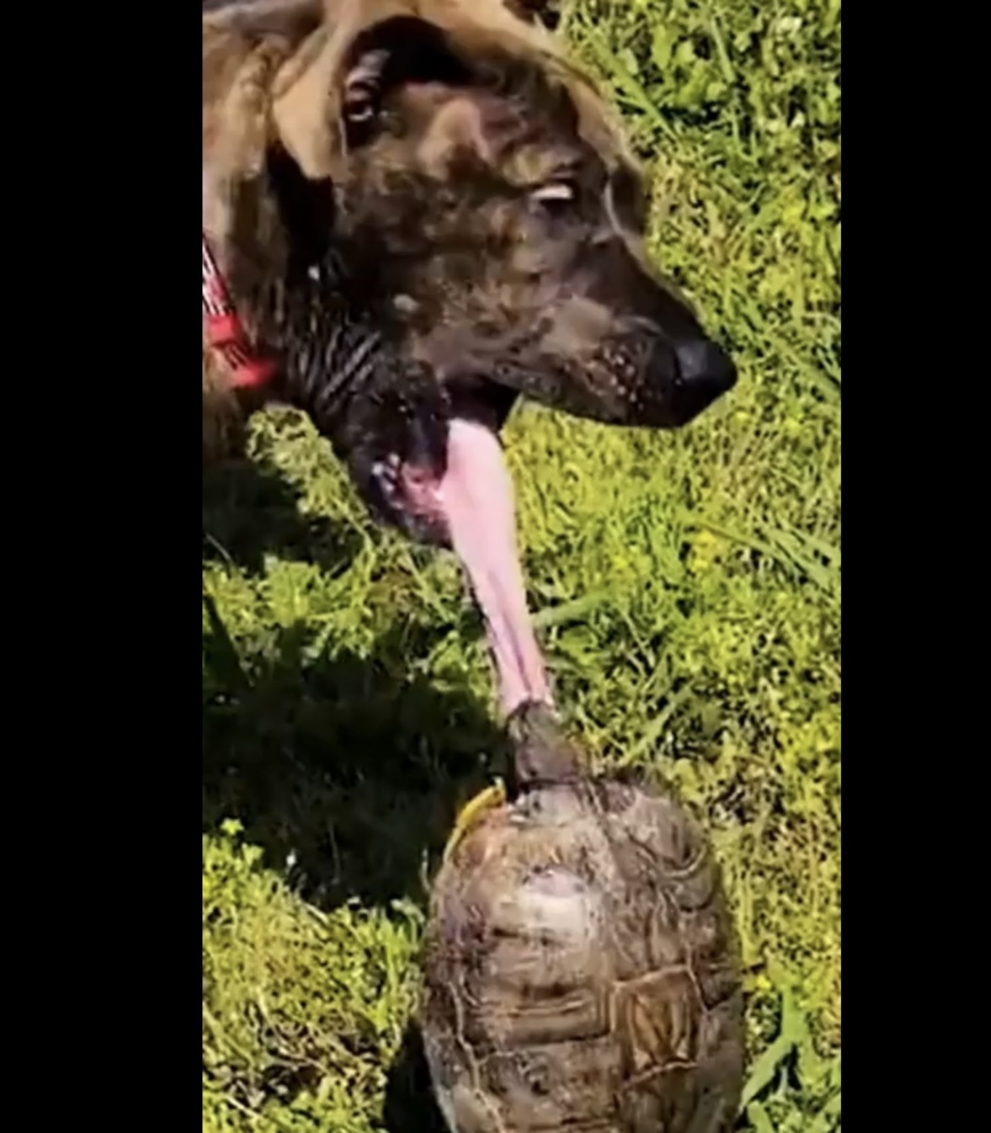 Name:  turtle2.jpg
Views: 1023
Size:  237.2 KB