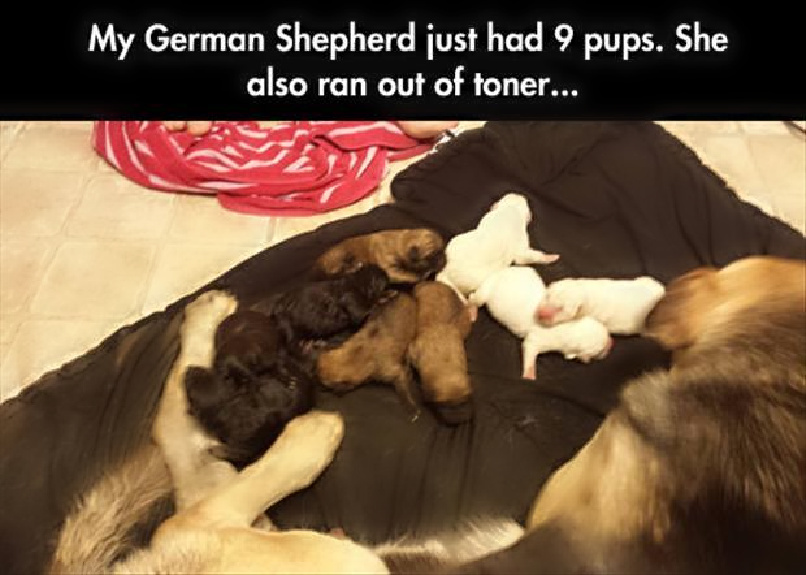 Name:  Pups..jpg
Views: 958
Size:  154.3 KB
