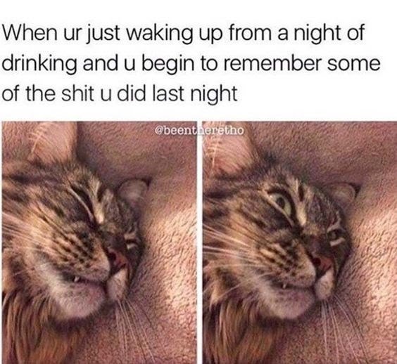 Name:  Drunk_Cat.jpeg
Views: 634
Size:  61.4 KB