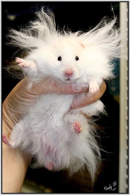 Name:  Hamster_Hair.jpg
Views: 451
Size:  51.9 KB