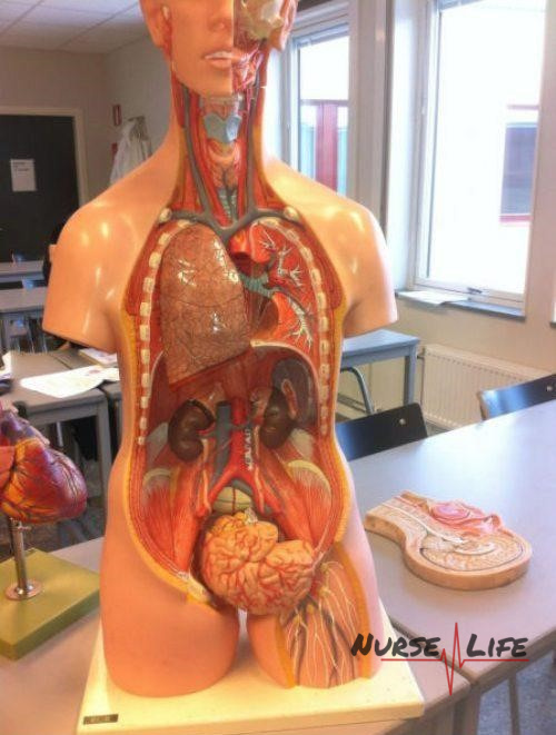 Name:  Anatomy 101..jpg
Views: 1876
Size:  117.2 KB