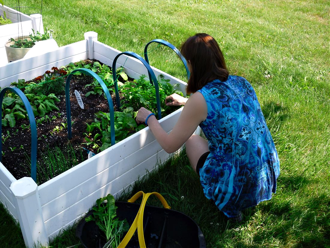 Name:  Picking lettuce. (1).jpg
Views: 109
Size:  599.0 KB