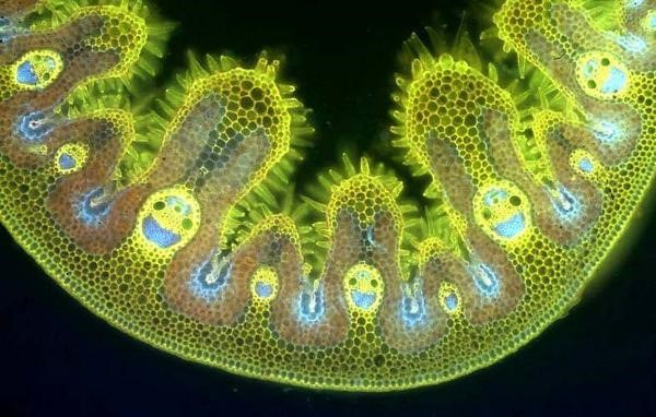 Name:  Grass cells..jpg
Views: 401
Size:  75.3 KB