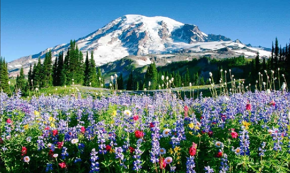 Name:  74b-Mt Rainier(10).jpg
Views: 363
Size:  676.2 KB